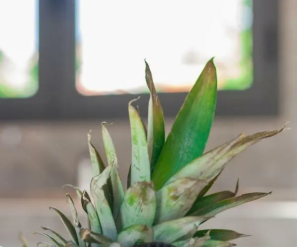 Luxury Summer House *